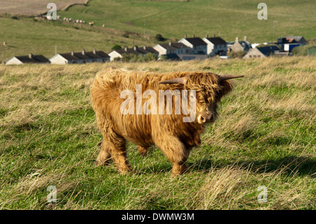 Schottische Hochlandrinder Stockfoto