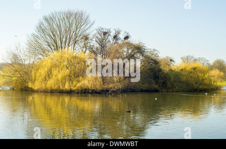 Bereich auf einer Insel im Teich in Verulamium Park, St Albans nisten Reiher. Stockfoto