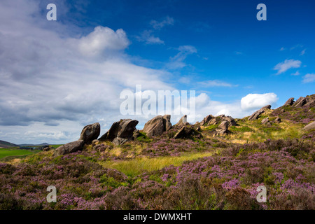 Gritstone Klippen, Ramshaw Felsen, Staffordshire, Peak District Stockfoto