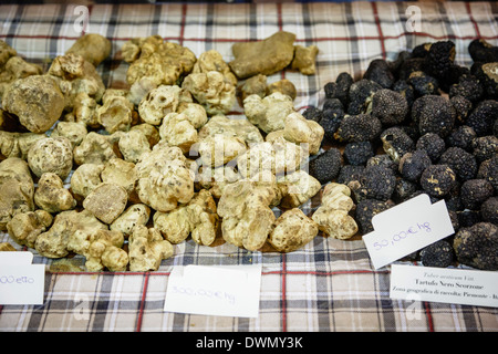 Weiße und schwarze Trüffeln zum Verkauf an die Trüffelmesse in Alba, Langhe, Angebot, Piemont, Italien, Europa Stockfoto