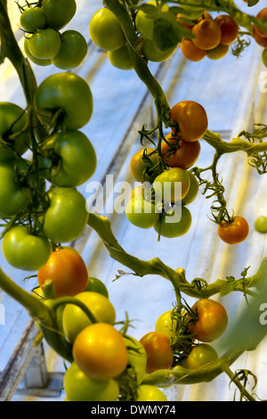 Tomaten wachsen in geothermisch beheizten Gewächshäusern in Frioheimar Island Stockfoto