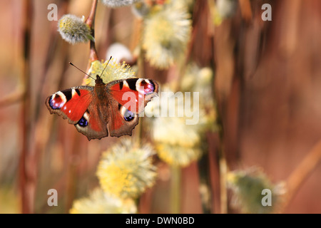 Pfauenschmetterling, markante Augenflecken, Arten, Aglais io, europäisch, Bunt, Asien, Japan, große Herden, Entwaldung, Umwelt, Augenspots. Stockfoto