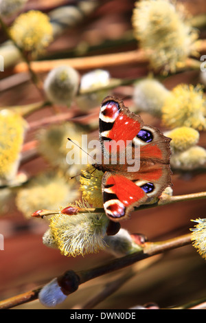 Pfauenschmetterling, markante Augenflecken, Arten, Aglais io, europäisch, Bunt, Asien, Japan, große Herden, Entwaldung, Umwelt, Augenspots. Stockfoto