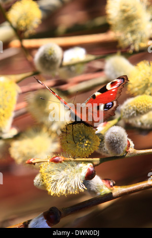 Pfauenschmetterling, markante Augenflecken, Arten, Aglais io, europäisch, Bunt, Asien, Japan, große Herden, Entwaldung, Umwelt, Augenspots. Stockfoto