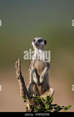 Erdmännchen (Suricate) (Suricata Suricatta), Addo Elephant National Park, Südafrika, Afrika Stockfoto