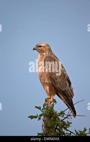 Steppe Buzzard (Mäusebussard) (Buteo Vulpinus oder Buteo Buteo Vulpinus), Addo Elephant National Park, Südafrika, Afrika Stockfoto