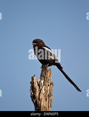 Long-tailed Würger (Elster Shrike) (Corvinella Melanoleuca), Krüger Nationalpark, Südafrika, Afrika Stockfoto