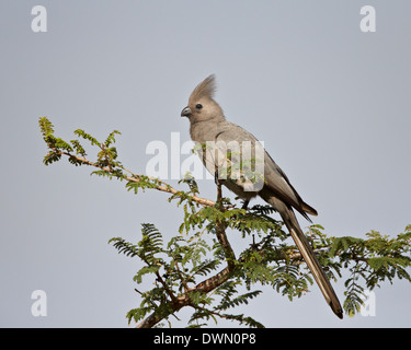 Graue Lourie (Go-away Vogel) (Corythaixoides Concolor), Krüger Nationalpark, Südafrika, Afrika Stockfoto