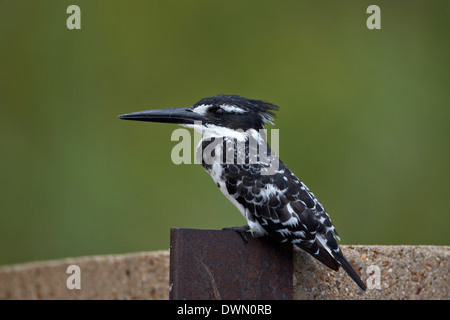 Pied Kingfisher (Ceryle Rudis), Krüger Nationalpark, Südafrika, Afrika Stockfoto