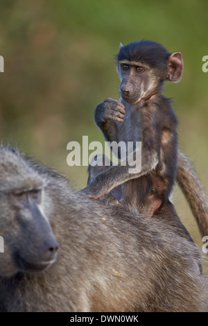 Säugling Chacma Pavian (Papio Ursinus) Reiten auf seiner Mutter zurück, Krüger Nationalpark, Südafrika, Afrika Stockfoto