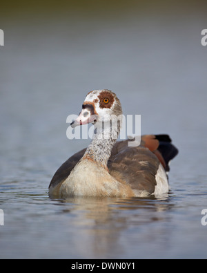 Nilgans (Alopochen Aegyptiacus), Krüger Nationalpark, Südafrika, Afrika Stockfoto