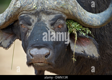 Kaffernbüffel (afrikanischer Büffel) (Syncerus Caffer) Bull, Krüger Nationalpark, Südafrika, Afrika Stockfoto