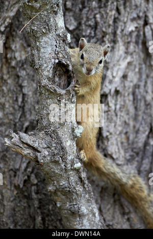 Baum Eichhörnchen (Smith Bush Eichhörnchen) (gelb-footed Eichhörnchen) (Paraxerus Cepapi), Krüger Nationalpark, Südafrika, Afrika Stockfoto