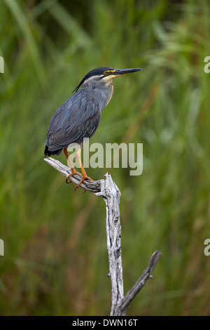 Grün-backed Reiher (Butorides Striatus), Krüger Nationalpark, Südafrika, Afrika Stockfoto