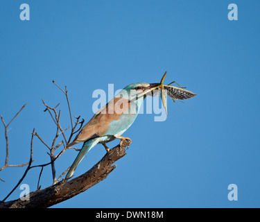 Blauracke (Coracias Garrulus) mit geflügelten räuberische Grashuepfer (Clonia Wahlbergi), Krüger Nationalpark, Südafrika Stockfoto