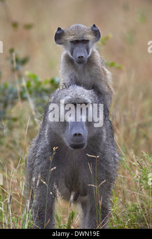 Young Chacma Pavian (Papio Ursinus) Reiten auf seiner Mutter zurück, Krüger Nationalpark, Südafrika, Afrika Stockfoto