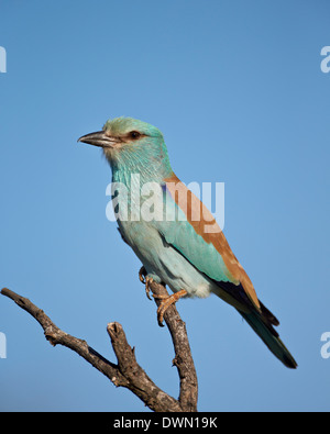 Blauracke (Coracias Garrulus), Krüger Nationalpark, Südafrika, Afrika Stockfoto