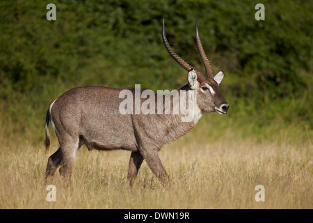 Gemeinsamen Wasserbock (Ellipsen Wasserbock) (Kobus Ellipsiprymnus Ellipsiprymnus) Bock, Krüger Nationalpark, Südafrika Stockfoto