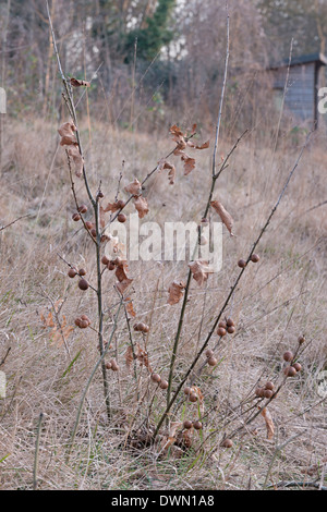 Oak Apple Galle verursacht durch Wespe, Biorhiza pallida Stockfoto