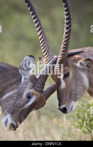 Gemeinsamen Wasserbock (Ellipsen Wasserbock) (Kobus Ellipsiprymnus) Böcke, Krüger Nationalpark, Südafrika, Afrika Stockfoto