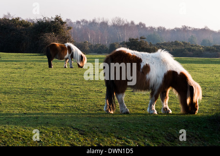 Shetland-Pony im New Forest Stockfoto