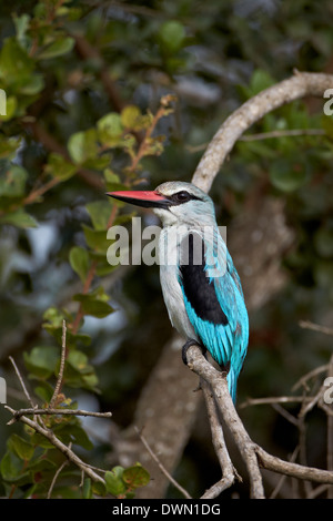Woodland Kingfisher (Halcyon Senegalensis), Krüger Nationalpark, Südafrika, Afrika Stockfoto