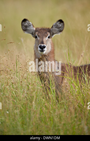 Young gemeinsame Wasserbock (Ellipsen Wasserbock) (Kobus Ellipsiprymnus), Krüger Nationalpark, Südafrika, Afrika Stockfoto