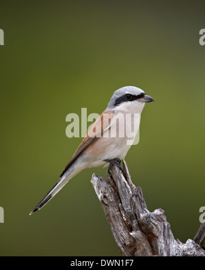 Männliche Red-Backed Würger (Lanius Collurio), Krüger Nationalpark, Südafrika, Afrika Stockfoto