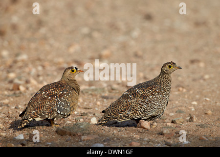 Doppel-Banded Sandgrouse (Pterocles Bicinctus) paar, Krüger Nationalpark, Südafrika, Afrika Stockfoto