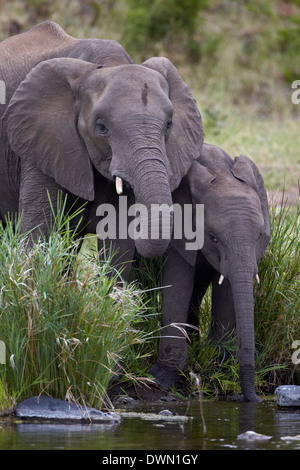 Afrikanischer Elefant (Loxodonta Africana) trinken, Krüger Nationalpark, Südafrika, Afrika Stockfoto