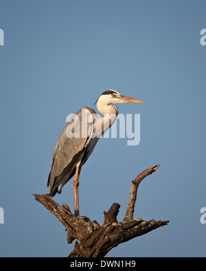 Graue Reiher (Graureiher) (Ardea Cinerea), Krüger Nationalpark, Südafrika, Afrika Stockfoto