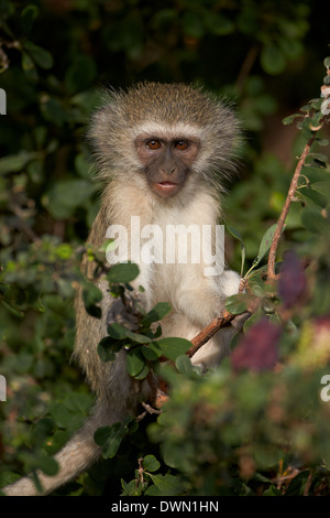Young Vervet Affe (Chlorocebus Aethiops), Krüger Nationalpark, Südafrika, Afrika Stockfoto