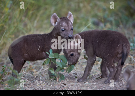 Gefleckte Hyäne (Spotted zerbeissen) (Crocuta Crocuta) Welpen, Krüger Nationalpark, Südafrika, Afrika Stockfoto