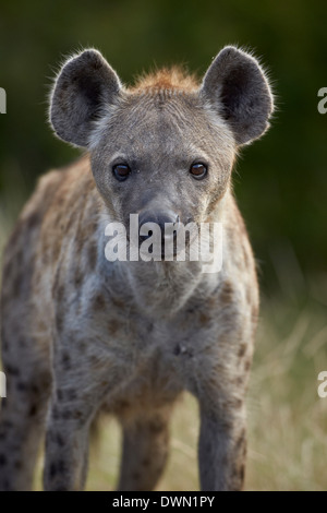 Jung entdeckte Hyäne (Spotted zerbeissen) (Crocuta Crocuta), Krüger Nationalpark, Südafrika, Afrika Stockfoto