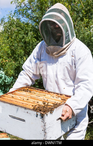 Imker mit Honeycomb Frames In Kiste Stockfoto