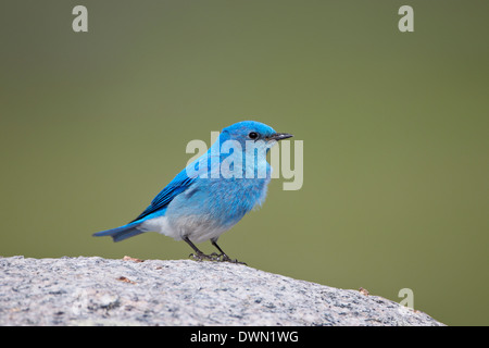 Mountain Bluebird (Sialia Currucoides) männlich, Yellowstone-Nationalpark, Wyoming, Vereinigte Staaten von Amerika, Nordamerika Stockfoto