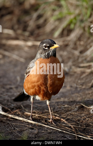 American Robin (Turdus Migratorius), Yellowstone-Nationalpark, Wyoming, Vereinigte Staaten von Amerika, Nordamerika Stockfoto