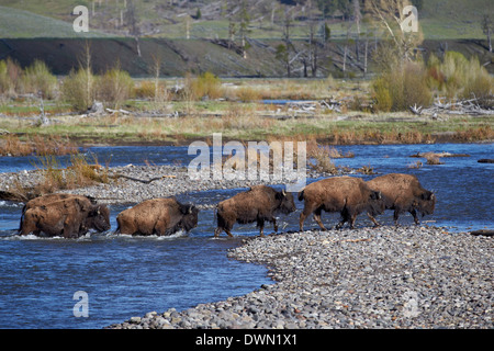 Linie von Bisons (Bison Bison), überqueren die Lamar River, Yellowstone-Nationalpark, UNESCO World Heritage Website, Wyoming Stockfoto