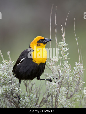 Männliche Yellow-Headed Blackbird (Xanthocephalus Xanthocephalus), Yellowstone-Nationalpark, Wyoming, Vereinigte Staaten von Amerika Stockfoto