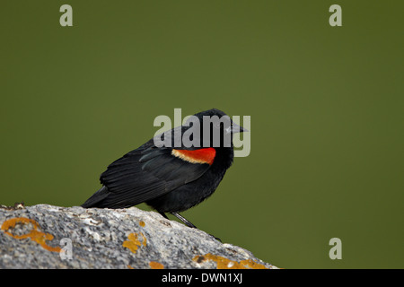 Männliche Rotschulterstärling (Agelaius Phoeniceus), Yellowstone-Nationalpark, Wyoming, Vereinigte Staaten von Amerika, Nordamerika Stockfoto