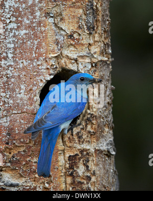 Männlich-Mountain Bluebird (Sialia Currucoides) mit Essen am Nest, Yellowstone-Nationalpark, Wyoming, Vereinigte Staaten von Amerika Stockfoto