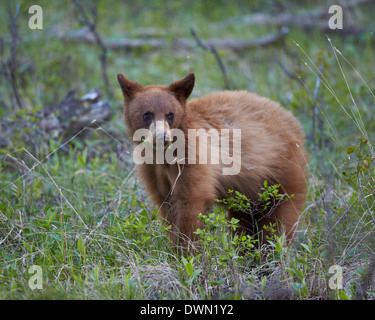 Zimt Schwarzbären (Ursus Americanus) Jährling Cub, Yellowstone-Nationalpark, Wyoming, Vereinigte Staaten von Amerika, Nordamerika Stockfoto