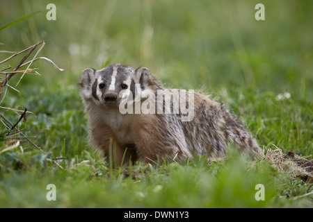 Dachs (Taxidea Taxus), Yellowstone-Nationalpark, Wyoming, Vereinigte Staaten von Amerika, Nordamerika Stockfoto