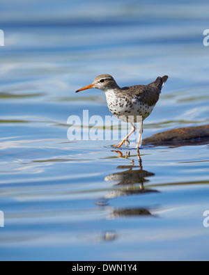Spotted Flussuferläufer (Actitis Macularia), Yellowstone-Nationalpark, Wyoming, Vereinigte Staaten von Amerika, Nordamerika Stockfoto