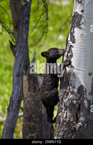 Schwarzer Bär (Ursus Americanus) Jungtier des Jahres Kletterbaum, Yellowstone-Nationalpark, Wyoming, Vereinigte Staaten von Amerika Stockfoto