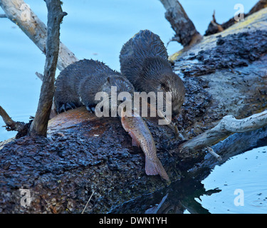 River Otter (Lutra Canadensis) Welpen, Yellowstone-Nationalpark, Wyoming, Vereinigte Staaten von Amerika, Nordamerika Stockfoto