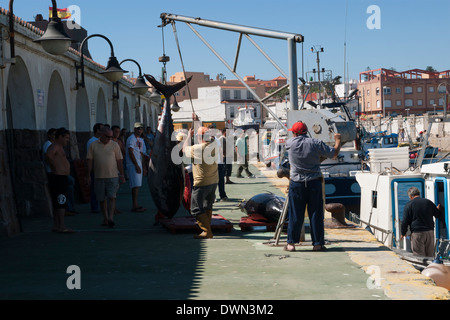 Landung der großen & wertvollen roten Thunfischbestände des Atlantiks in Tarifa, Andalusien, Spanien Stockfoto