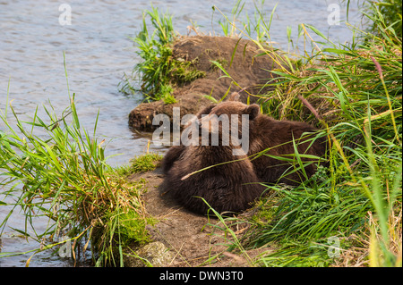 Kamtschatka Braunbär (Ursus Arctos Beringianus) jungen, Kurilen See, Kamtschatka, Russland, Eurasien Stockfoto