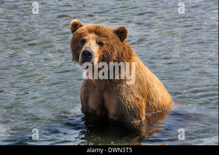 Kamtschatka Braunbär (Ursus Arctos Beringianus), Kurilen See, Kamtschatka, Russland, Eurasien