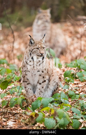 Zwei Eurasischen Luchs (Lynx Lynx) sitzen in der Laubstreu, Nationalpark Bayerischer Wald, Deutschland Stockfoto